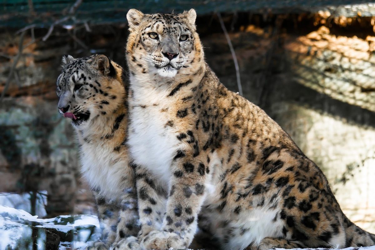 leopards, snow leopardss, wild cats-1994499.jpg
